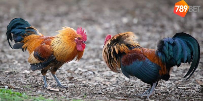 Đá gà mạnh: Chiến lược và kỹ thuật