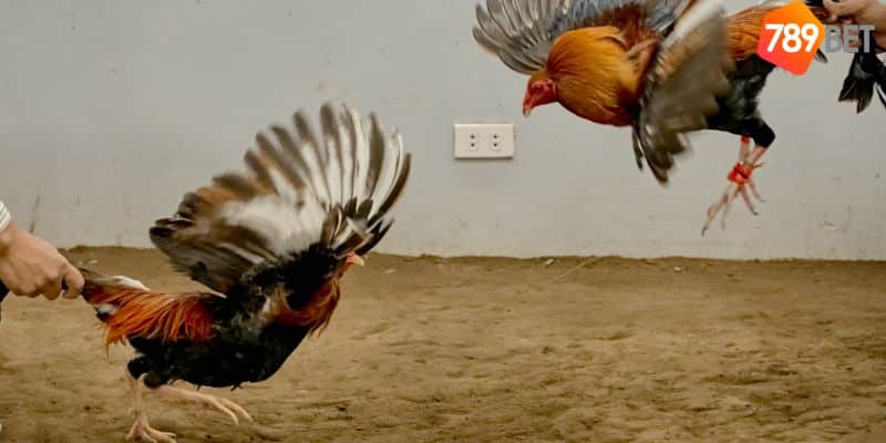 Đá gà mạnh: Chiến lược và kỹ thuật