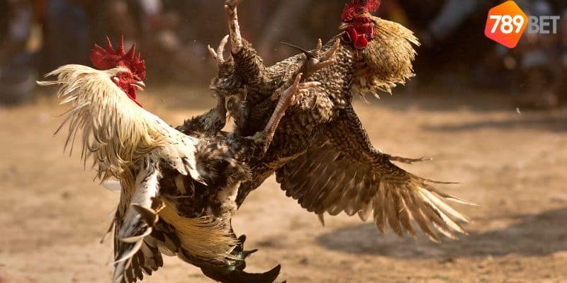 Đá gà mạnh: Chiến lược và kỹ thuật