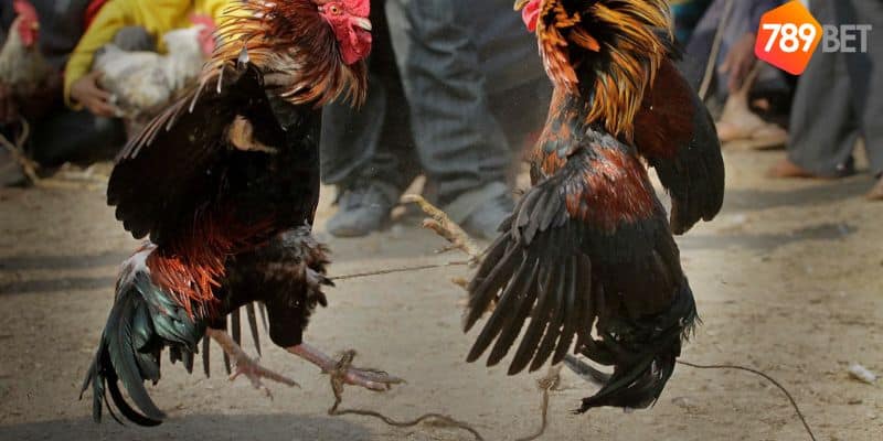 Đá gà Philippines