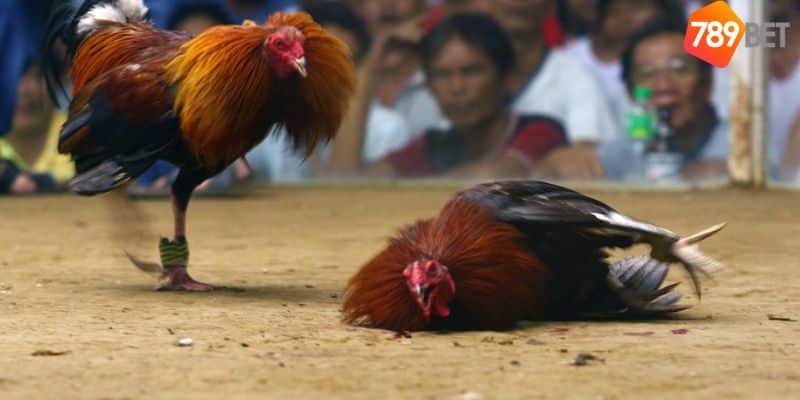 Đá gà Philippines