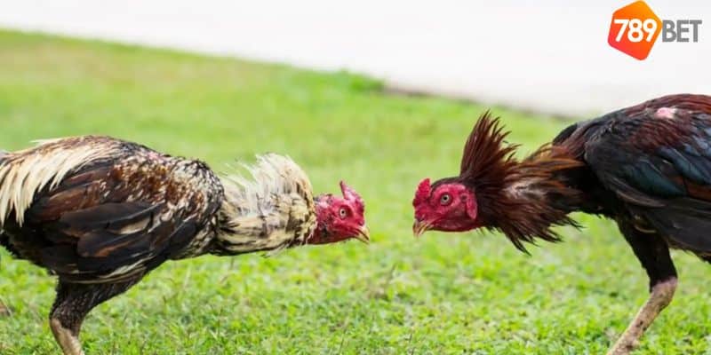 Đá gà Philippines