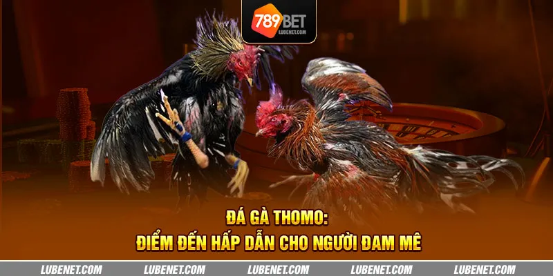 Đá gà Thomo: Điểm đến hấp dẫn cho người đam mê 10 da ga thomo diem den hap dan cho nguoi dam me 4 11zon