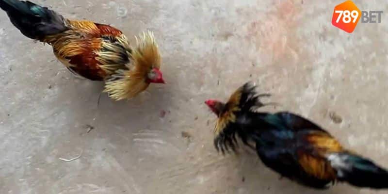 Đá gà tre: Môn thể thao truyền thống của người Việt Nam