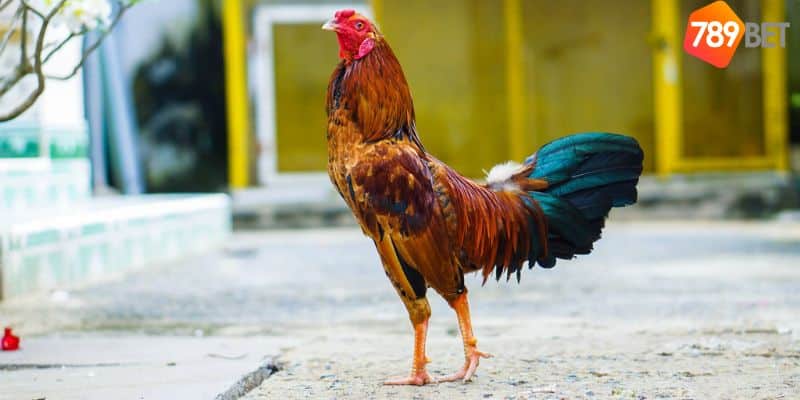 Đá gà tre: Môn thể thao truyền thống của người Việt Nam