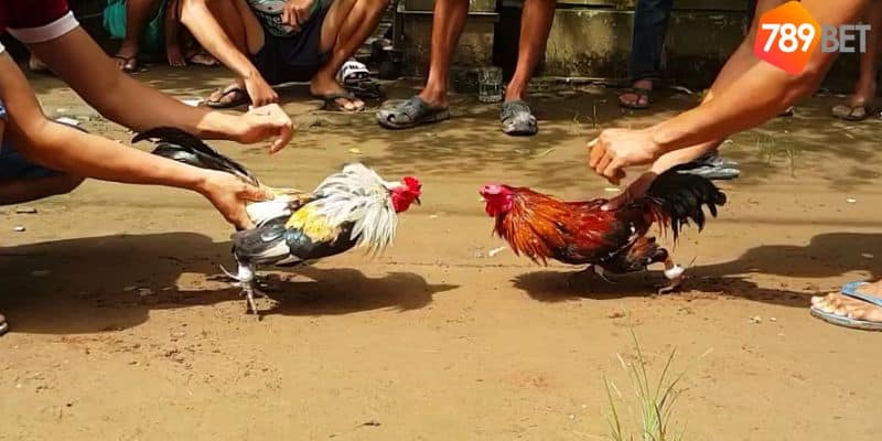 Đá gà tre: Môn thể thao truyền thống của người Việt Nam