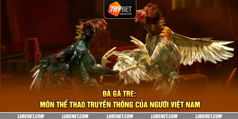 Đá gà tre: Môn thể thao truyền thống của người Việt Nam 1 da ga tre mon the thao truyen thong cua nguoi viet nam 5 11zon