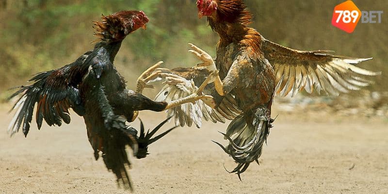 Gà đá trực tiếp hôm nay: Nơi theo dõi các trận đấu gay cấn