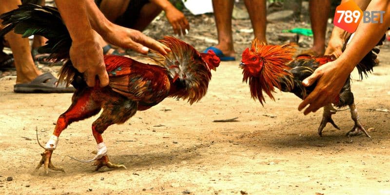 Gà đá trực tiếp hôm nay: Nơi theo dõi các trận đấu gay cấn