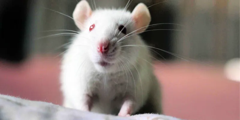 Nằm mơ thấy chuột: Điềm lành hay điềm dữ? 2 Nằm mơ thấy chuột chạy