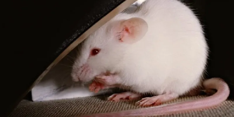 Nằm mơ thấy chuột: Điềm lành hay điềm dữ? 3 Nằm mơ thấy chuột trắng