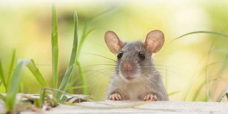 Nằm mơ thấy chuột: Điềm lành hay điềm dữ? 4 Nằm mơ thấy chuột đánh con gì để trúng đậm?