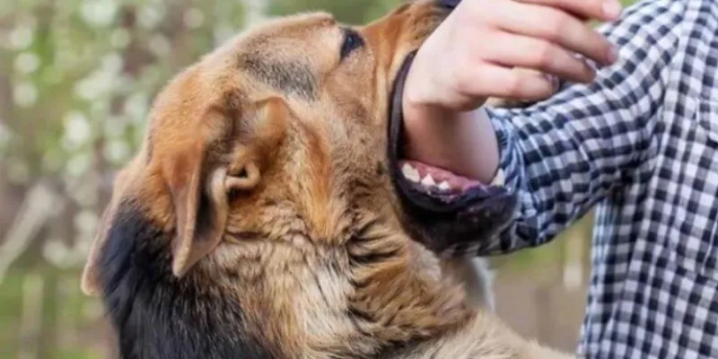 Giấc mơ thấy chó cắn: Tín hiệu cảnh báo hay điều tốt lành? 2 Giấc mơ thấy chó cắn: Điềm báo gì cho bạn?