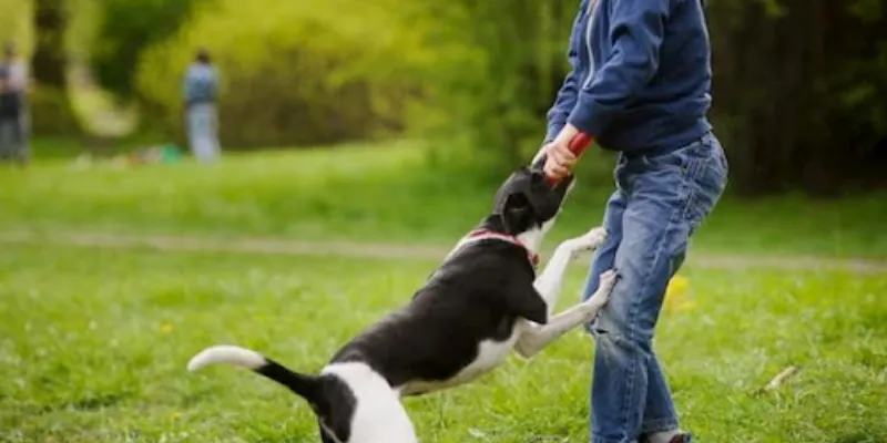 Giấc mơ thấy chó cắn: Tín hiệu cảnh báo hay điều tốt lành? 3 Thấy chó cắn vào tay