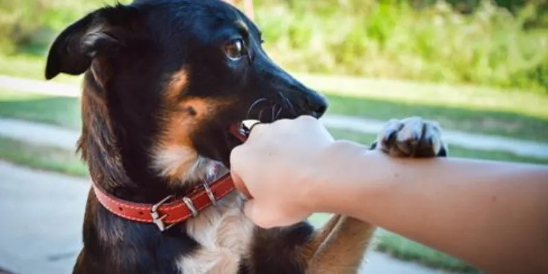 Giấc mơ thấy chó cắn: Tín hiệu cảnh báo hay điều tốt lành? 4 Mơ thấy chó cắn liên quan đến những con số nào?