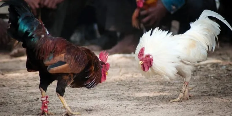 Trải nghiệm đá gà Philippines tại New88 đầy hấp dẫn và lôi cuốn 3 Chia sẻ kinh nghiệm cá cược đá gà Philippines hiệu quả