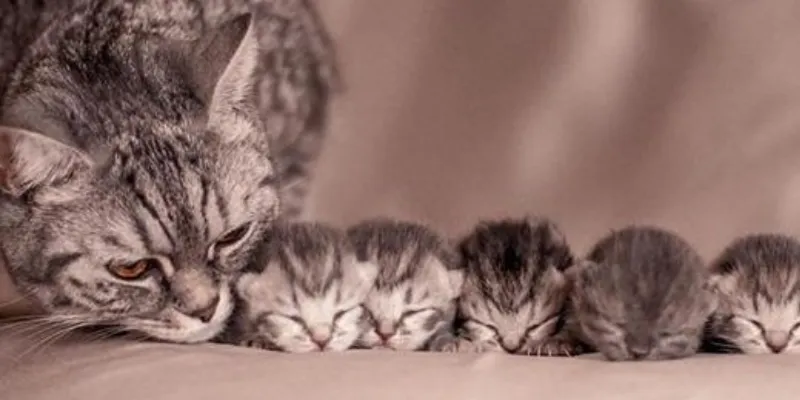 Ý nghĩa của giấc nằm mơ thấy mèo đẻ 