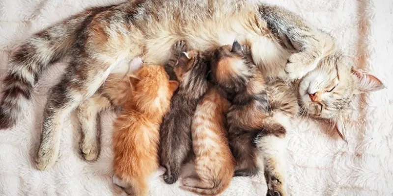 Nằm mơ thấy mèo đẻ nhiều con