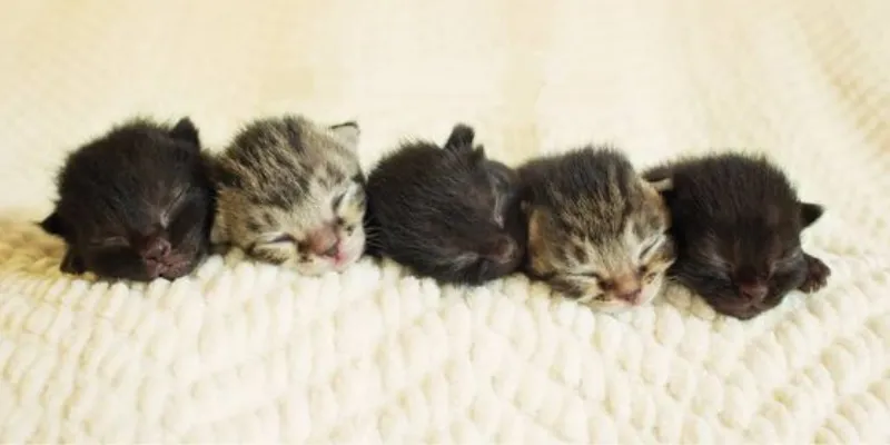  Những con số thường gặp nằm mơ thấy mèo đẻ 