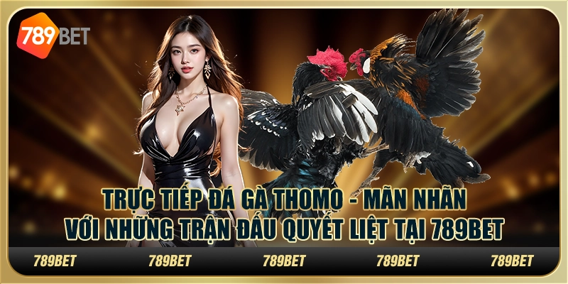Trực tiếp đá gà Thomo - Mãn nhãn với những trận đấu quyết liệt tại 789Bet 7 Trực tiếp đá gà Thomo - Mãn nhãn với những trận đấu quyết liệt tại 789Bet