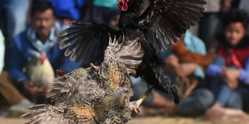 Cách soi kèo đá gà hiệu quả giúp tăng cơ hội thắng cược 2 Nắm chắc luật lệ và các loại kèo cược trong đá gà