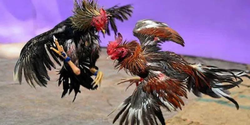 Cách soi kèo đá gà hiệu quả giúp tăng cơ hội thắng cược 3 Cách soi kèo đá gà hiệu quả dành cho người chơi