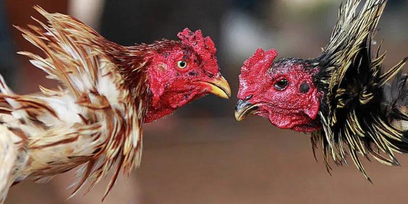 Cách soi kèo đá gà hiệu quả giúp tăng cơ hội thắng cược 4 Các điểm quan trọng cần nhớ khi soi kèo đá gà