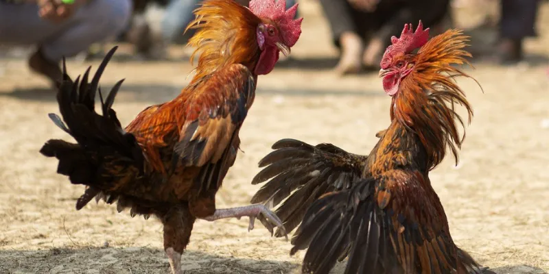 Tìm hiểu tổng quan về đá gà Philippines