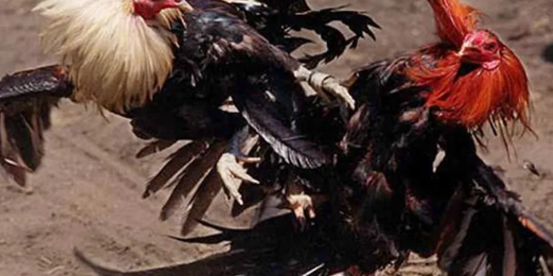 Phân tích chi tiết tỷ lệ cược đá gà Philippines tại 789Bet