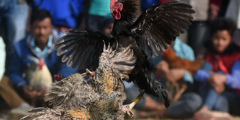 Những phương pháp cược hiệu quả trong đá gà Philippines