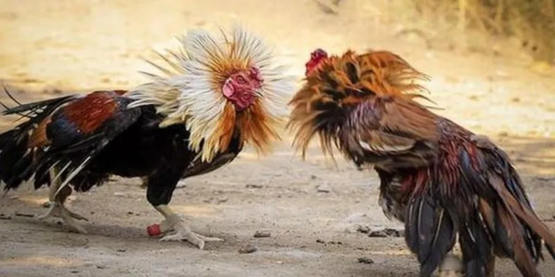 Đá gà cựa sắt Thomo tại 789Bet: Phân tích trận đấu và chọn kèo chuẩn xác 3 Các loại cược đá gà cựa sắt Thomo phổ biến tại 789Bet