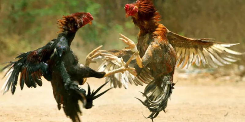 Đá gà cựa sắt Thomo tại 789Bet: Phân tích trận đấu và chọn kèo chuẩn xác 4 Mẹo cá cược đá gà cựa sắt Thomo giúp thắng đậm