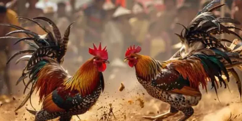 Cách thức chơi và cách cược đá gà tre hiệu quả