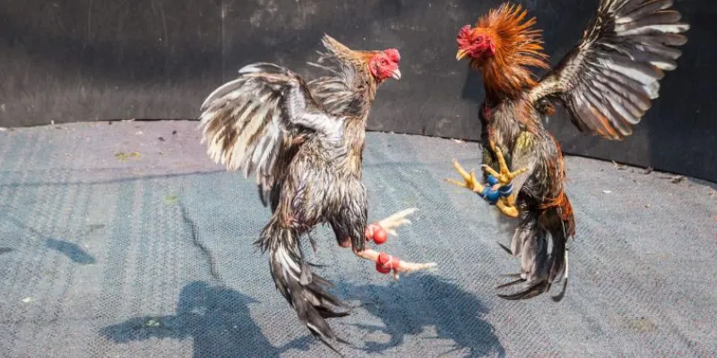 Đá gà Philippines trực tiếp tại 789Bet - Sôi động từng trận đấu gà 2 Những điều bạn cần biết về đá gà Philippines