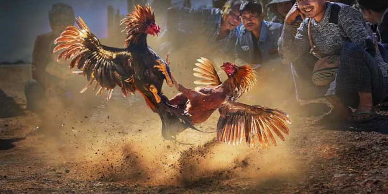 Đá gà Philippines trực tiếp tại 789Bet - Sôi động từng trận đấu gà 3 Nghiên cứu các loại cược đá gà Philippines trực tiếp phổ biến