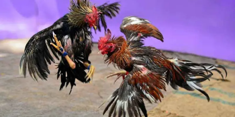Thông tin về những trận đá gà cựa dao thú vị nhất