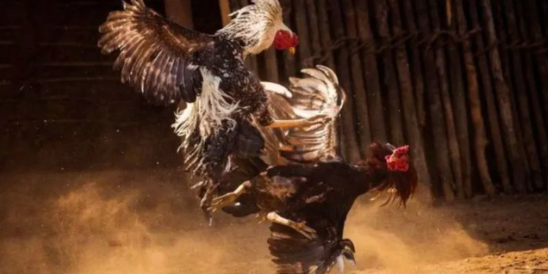 Phân tích các lựa chọn cược đá gà cựa dao phổ biến