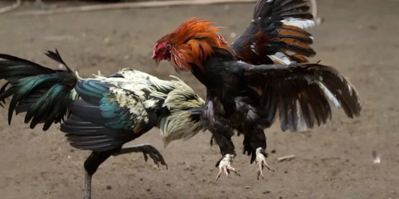 Cách đặt cược thông minh trong đá gà cựa dao để đạt hiệu quả
