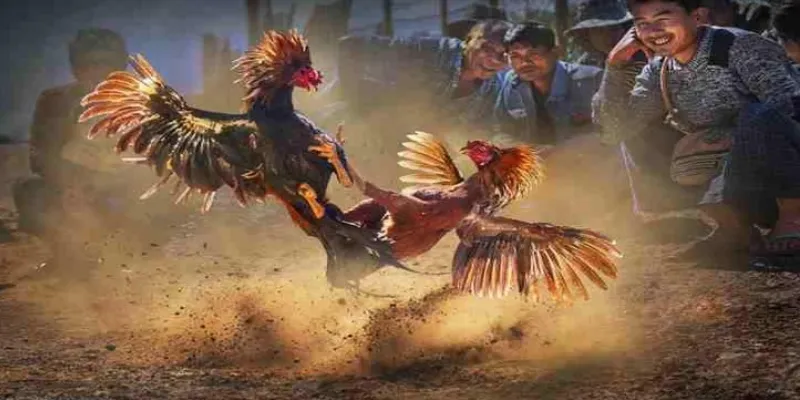 Đá gà Thomo tại 789Bet: Trận đấu gay cấn, cược thỏa sức 3 Các luật lệ cần lưu ý khi tham gia đá gà Thomo