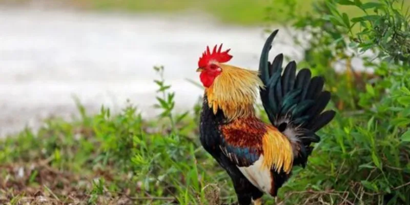 Màu mạng của gà đá được hiểu như thế nào?