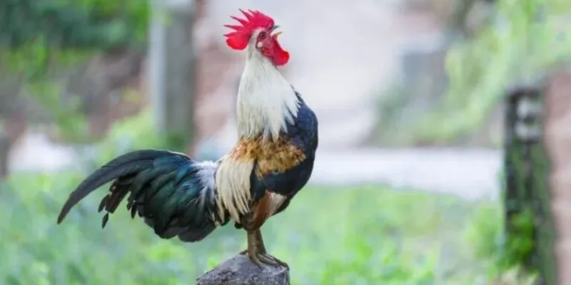 Màu mạng gà đá phổ biến nhất và tính chất của chúng