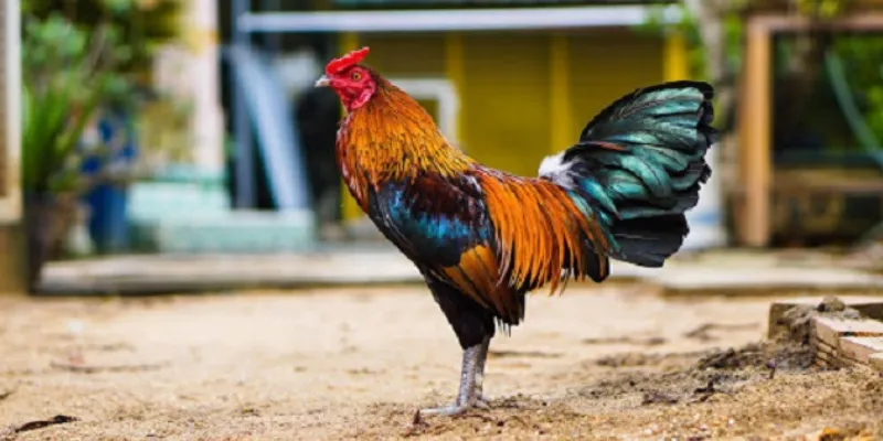 Bí quyết chọn gà đá dựa vào màu mạng theo các sư kê