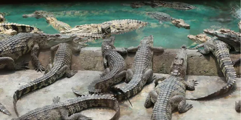 Các con số may mắn liên quan đến giấc mơ thấy cá sấu