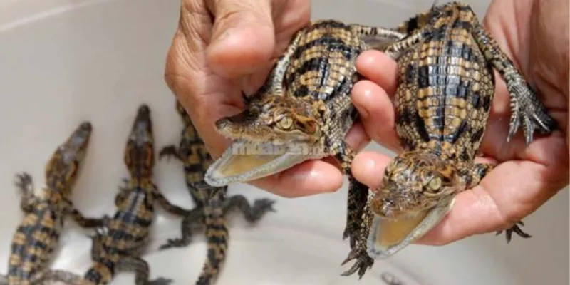 Mơ thấy bị cá sấu rượt đuổi