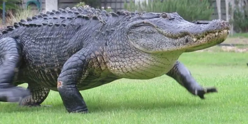 Nằm mơ thấy cá sấu tấn công mình