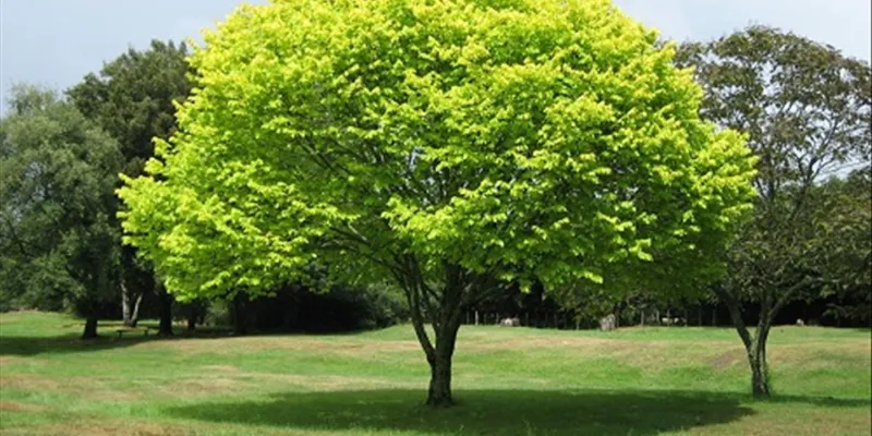 Nằm mơ thấy cây cối xanh tươi tốt