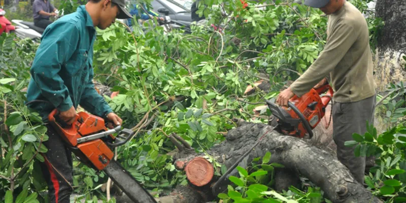 Nằm mơ thấy chặt cây
