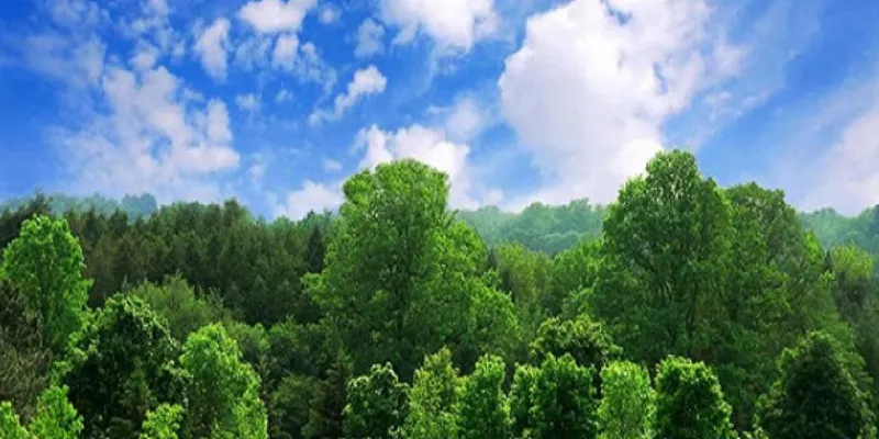 Nếu mơ thấy cây cối, con số may mắn là gì?