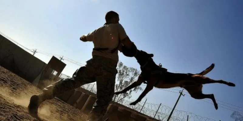 Nằm mơ thấy chó đuổi mình