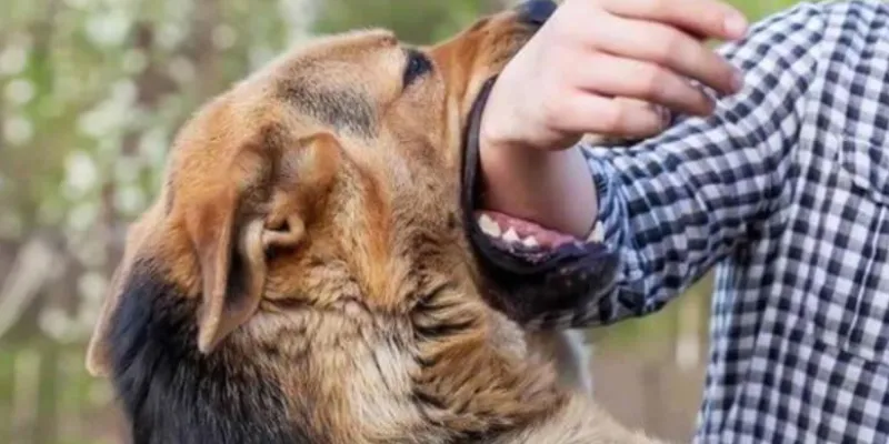 Nằm mơ thấy chó đuổi người khác